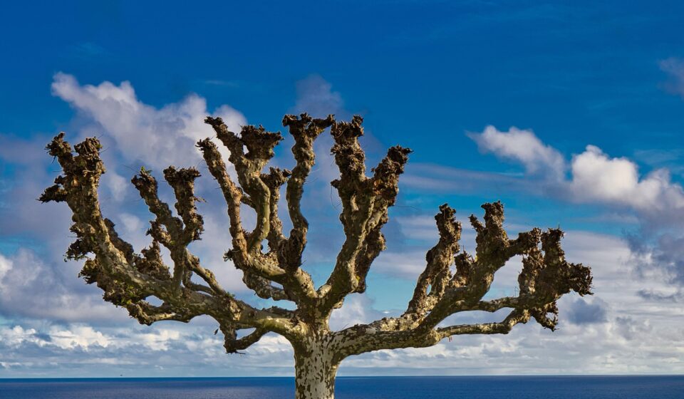landscape, nature, tree, branches, winter, ocean, water, clouds, dramatic, thin tip, azores, macaronesia, comanche, branches, thin tip, thin tip, thin tip, thin tip, thin tip, azores