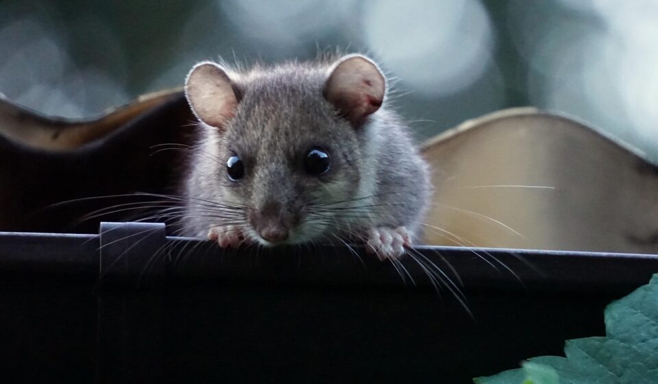 dormouse, gutter, dusk, rodent, dormouse, dormouse, dormouse, dormouse, dormouse