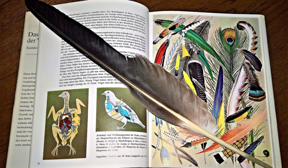 a book, image band, pictures, specialist book, feather, knowledge, nature, non-fiction, birds, pitched, read, looking for, look up, multicoloured, informative