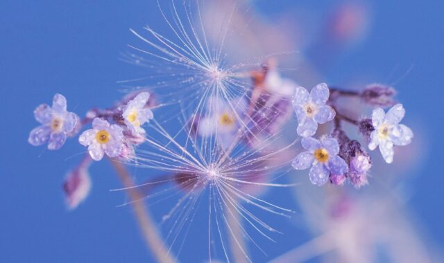 spring, flowers, forget me not, spring flowers, hd wallpaper, flying seeds, macro, flower background, flora, beautiful flowers, flower wallpaper, growth, nature, botany