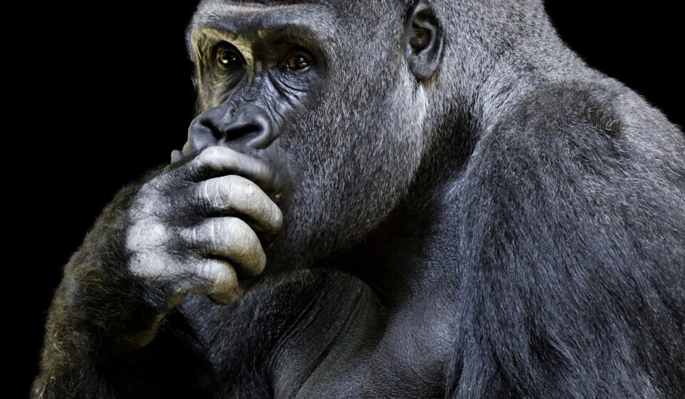 wildlife, ape, gorilla, animal portrait, think, smart, zoo nuremberg, gorilla, gorilla, gorilla, gorilla, gorilla, smart, smart