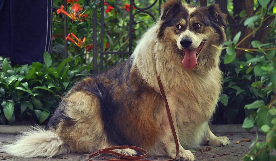 dog, for a walk, nature, walk, leash, pet, thick, large, good, home, furry, stroll, animals, summer, sight, animal, back, watch, look