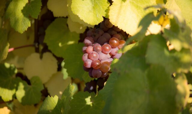wine, grapes, vine leaves, leaf, fall, green, red, grape leaves, leaves, purple, violet, recovered, embedded, thanksgiving, abundance, wealth, plentiful, harvest, nature, vineyard, oberdollendorf, winemaker