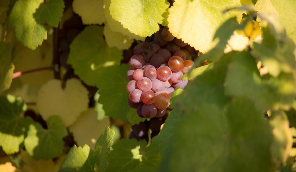 wine, grapes, vine leaves, leaf, fall, green, red, grape leaves, leaves, purple, violet, recovered, embedded, thanksgiving, abundance, wealth, plentiful, harvest, nature, vineyard, oberdollendorf, winemaker