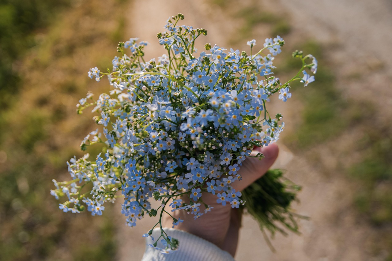 forget-me-nots, scorpion grasses, blue flowers, bouquet, flowers, flower background, nature, beautiful flowers, flower wallpaper, myosotis, forget-me-not, wildflowers