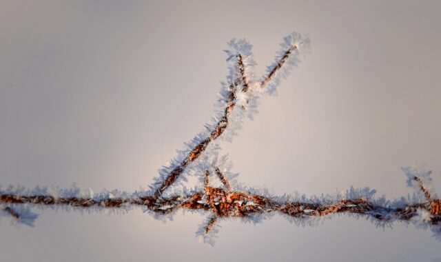 wire, metal, tip, pointy, winter, snow, is, nature, prickly