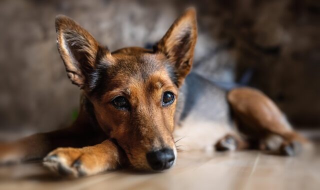 dog, animal, nature, domestic animal, canine, pet