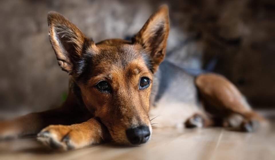 dog, animal, nature, domestic animal, canine, pet