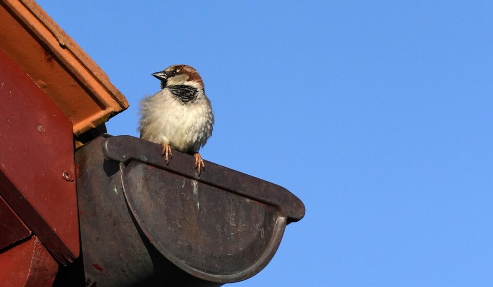 bird, sparrow, roof, nature, perched, gutter, close up