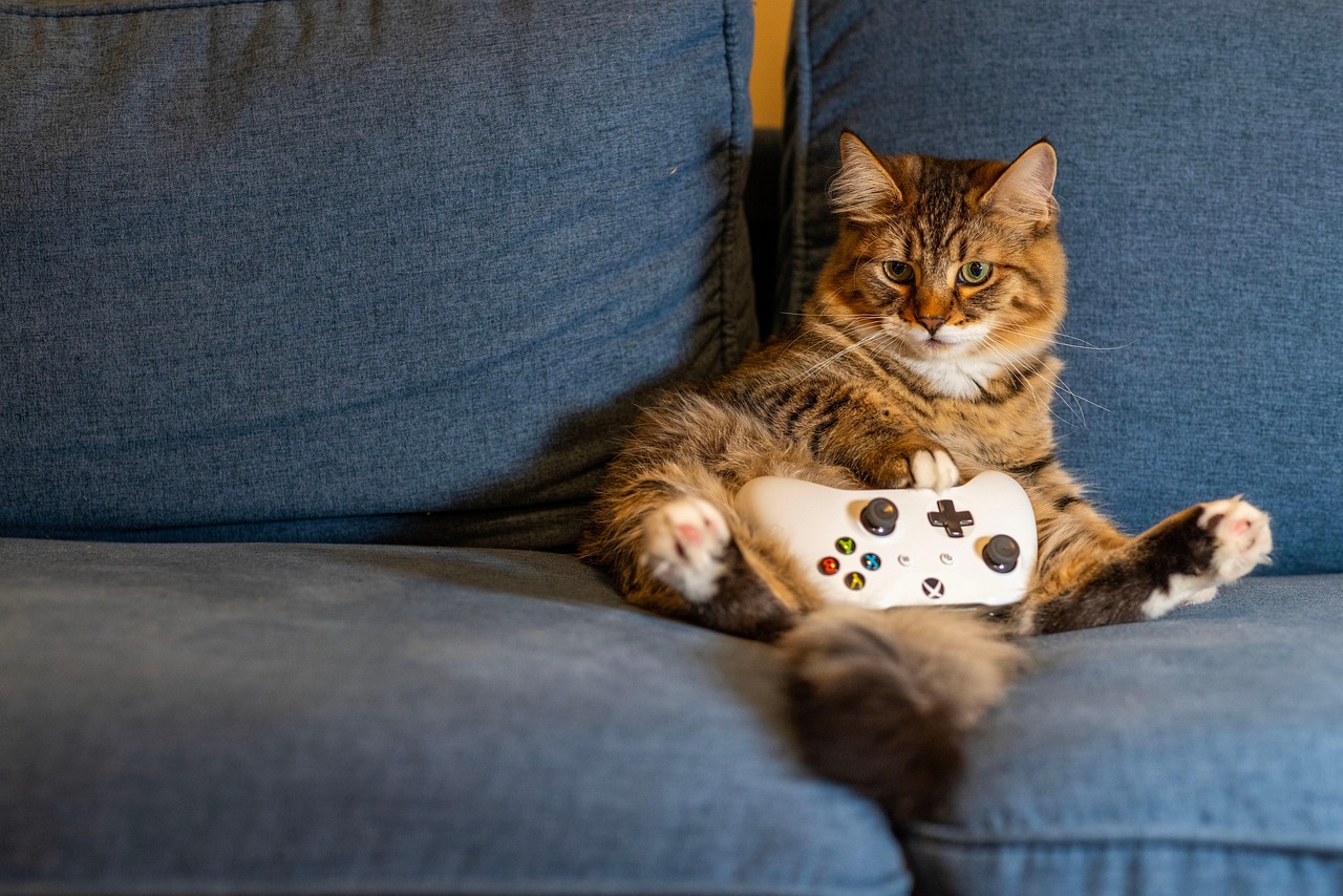 cat, kitten, animal, pet, indoors, nature, gaming, controller, couch