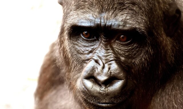 gorilla, monkey, nature, face, head, gorilla face, primate, mammal, wild animal, animal world, portrait, animal, zoo, furry, omnivore, hellabrunn zoo
