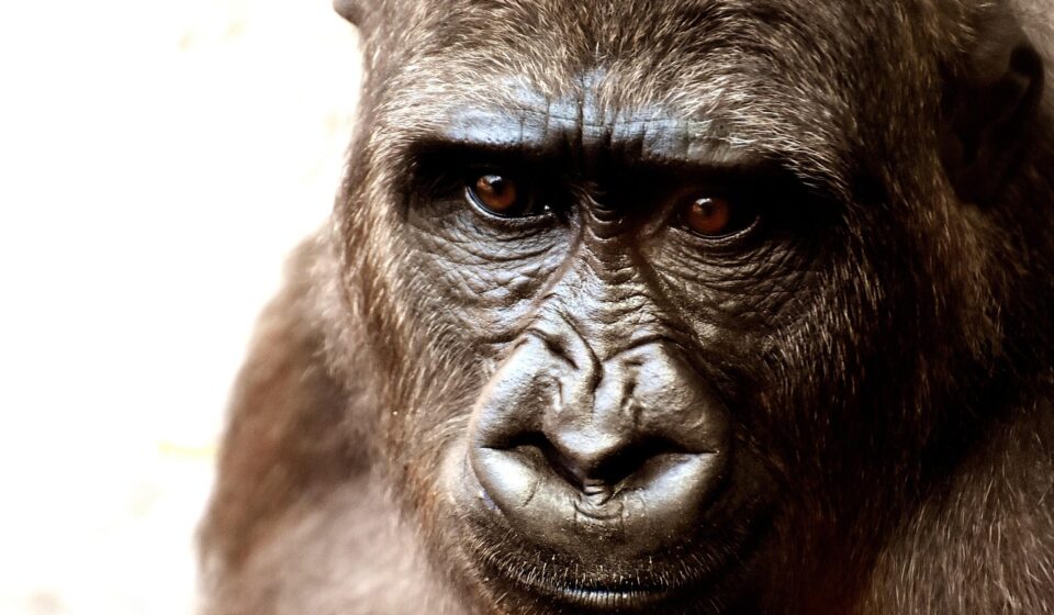 gorilla, monkey, nature, face, head, gorilla face, primate, mammal, wild animal, animal world, portrait, animal, zoo, furry, omnivore, hellabrunn zoo
