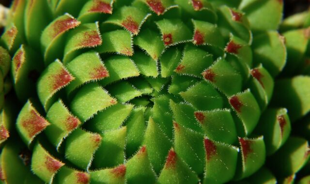 thick-leaved plant, sedum, fatty plant, succulent, nature, houseleek, macro, sempervivum, succulent, succulent, succulent, succulent, succulent