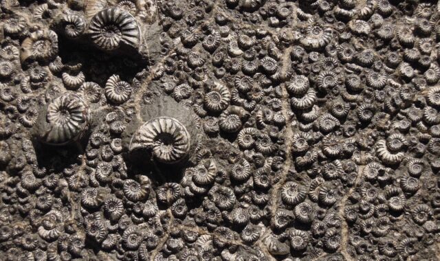 fossil, museum, ammonite, fossil, fossil, fossil, fossil, fossil