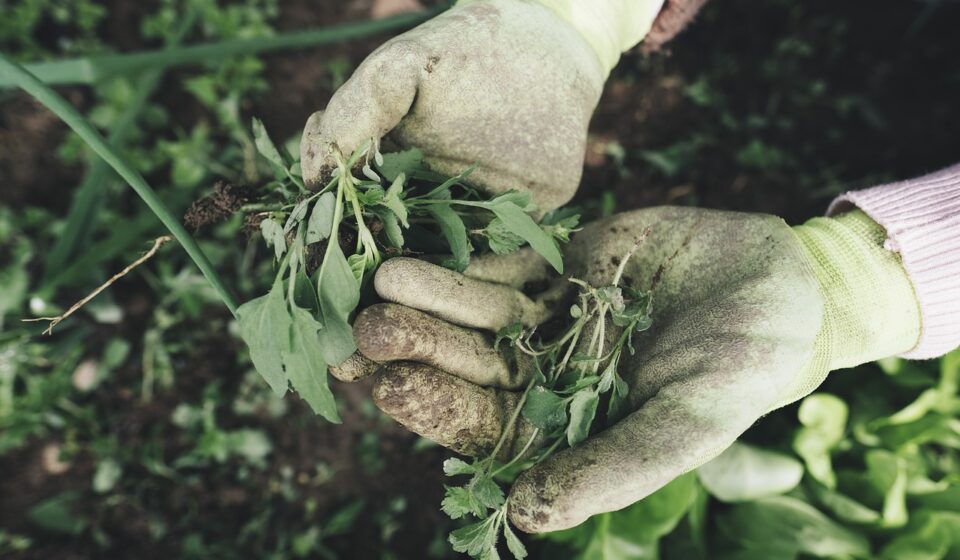 gardening, agriculture, grass, plant, field, farm, farmer, harvest, weed, hands, nature, work gloves, gloves, garden, care, outdoors