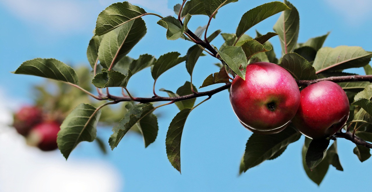 apples, apple tree, fruits, orchard, ripe, apples, apples, apples, apples, apples, apple tree, apple tree, apple tree, apple tree, fruits