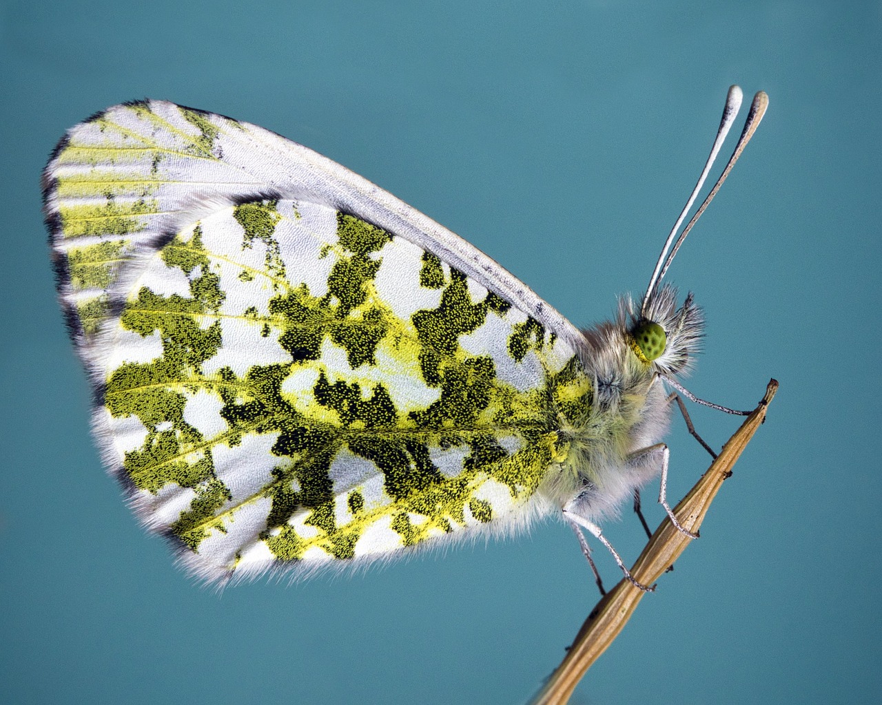 butterfly, insect, antenna, lepidoptera, close-up, macro, pattern, butterfly, butterfly, butterfly, butterfly, butterfly