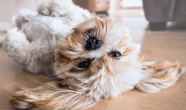 dog, pet, canine, animal, lying, fur, snout, mammal, dog portrait, animal world, shih tzu, nature, cute, cutie, resting, belly