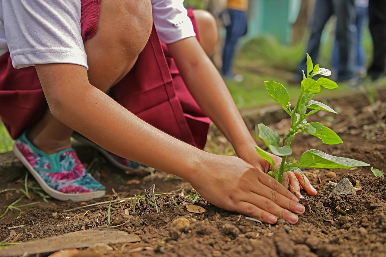 planting, environment, nature, botany, tree, leaf, natural, gardening, plant, green, eco, seedling, organic, care, life, brown tree, brown life, brown garden, brown plant, brown leaf, brown gardening, brown care, brown leaves, brown plants, brown natural, eco, eco, eco, eco, eco, seedling, seedling, seedling