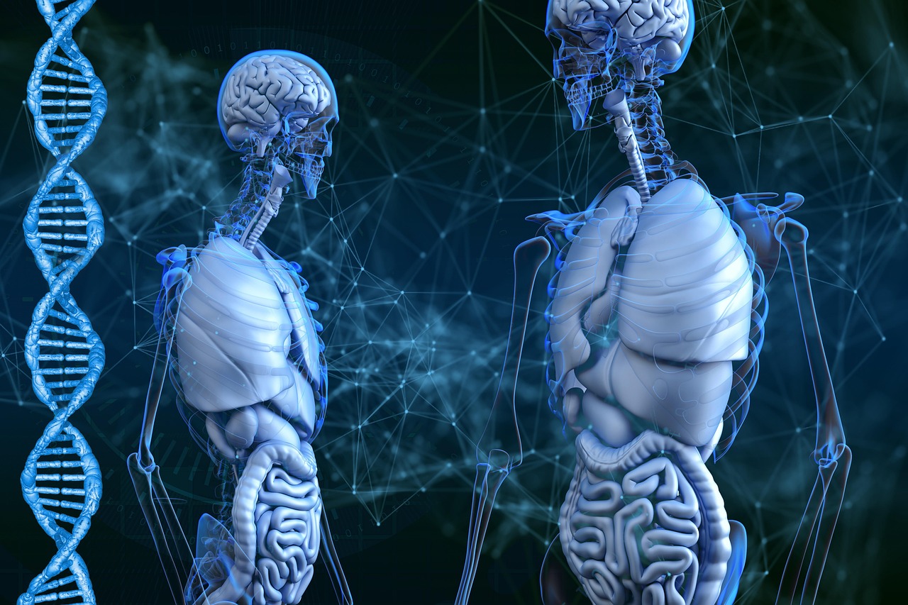 skeleton, dna, free wallpaper, human body, beautiful wallpaper, biology, cyborg, wallpaper hd, robot, wallpaper 4k, cloning, the science, 4k wallpaper 1920x1080, wallpaper, 4k, fantasy wallpaper, laptop wallpaper, full hd wallpaper, human skeleton, hd wallpaper, anatomy, x-ray, 4k wallpaper, human bones, skeletal system, cool backgrounds, health care, mac wallpaper, windows wallpaper, the medicine, desktop backgrounds, spiral, breast, digital art, free background, chest